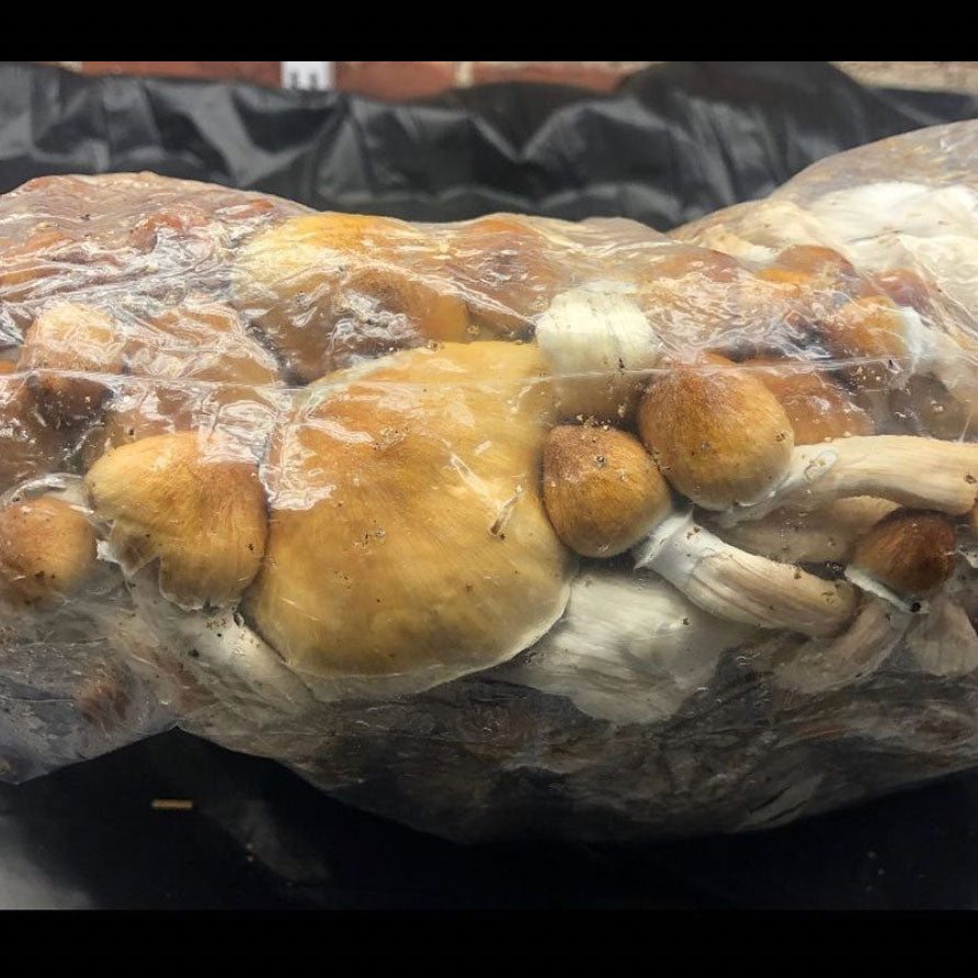 Mushroom Magic All In One Grow Bag