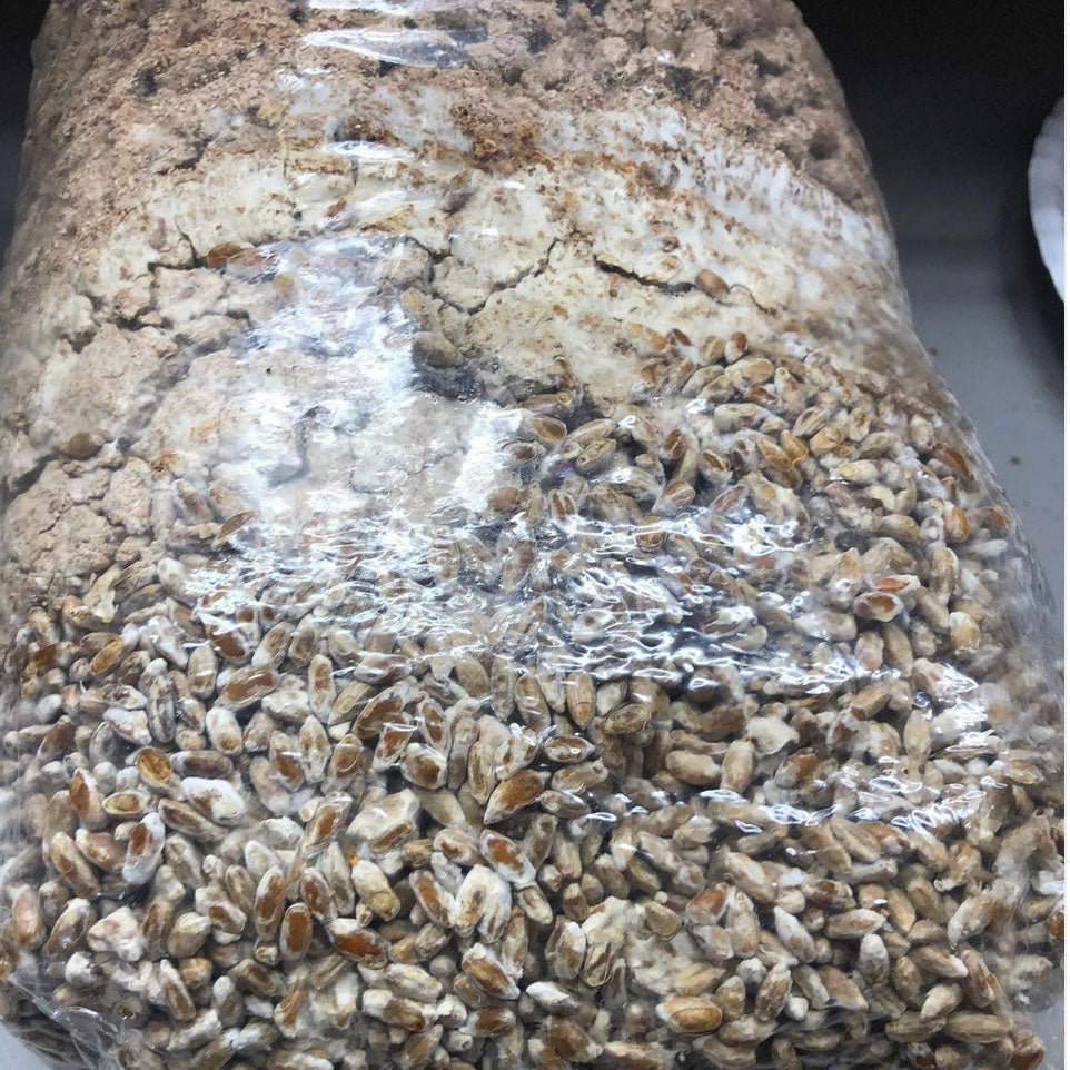 Mushroom Magic All In One Grow Bag