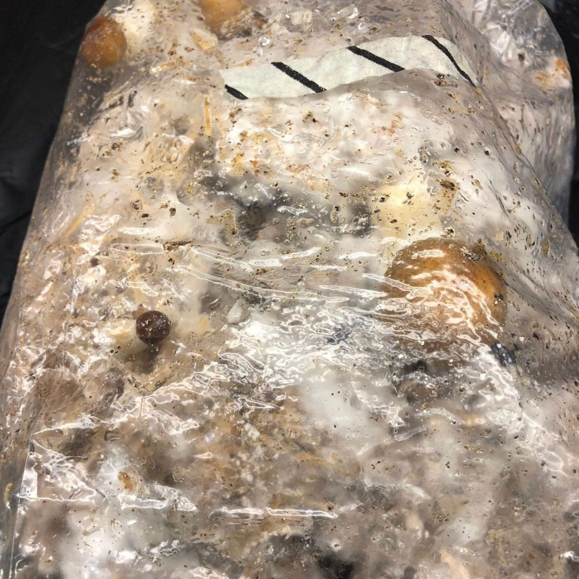 Oyster Mushroom Spawn 2kg (Pleurotus Flabellatus) Plus 10 PP Bag