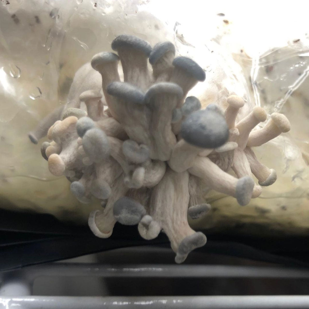 Mushroom Magic All In One Grow Bag